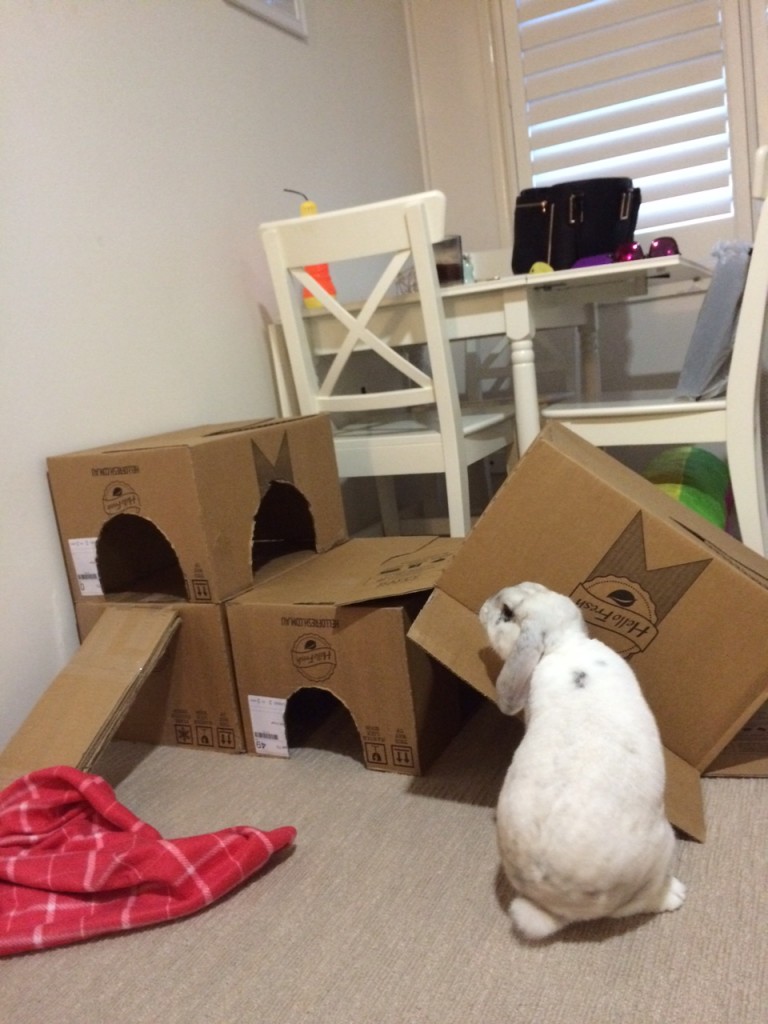 a HelloFresher's home made rubbit hutch