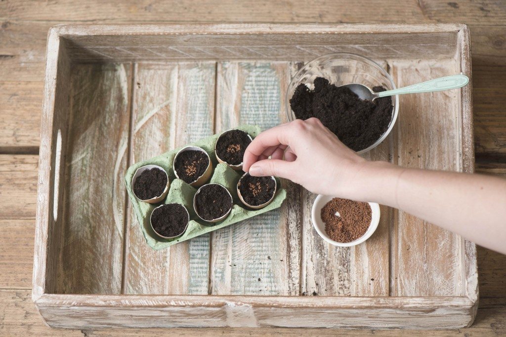 DIY seedlings eggshells