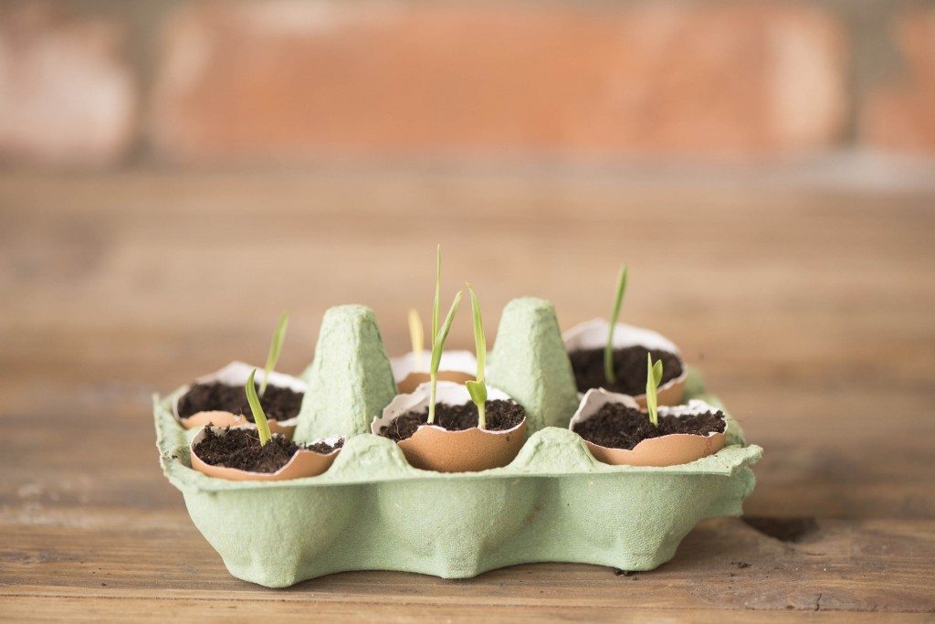 DIY seedlings eggshells