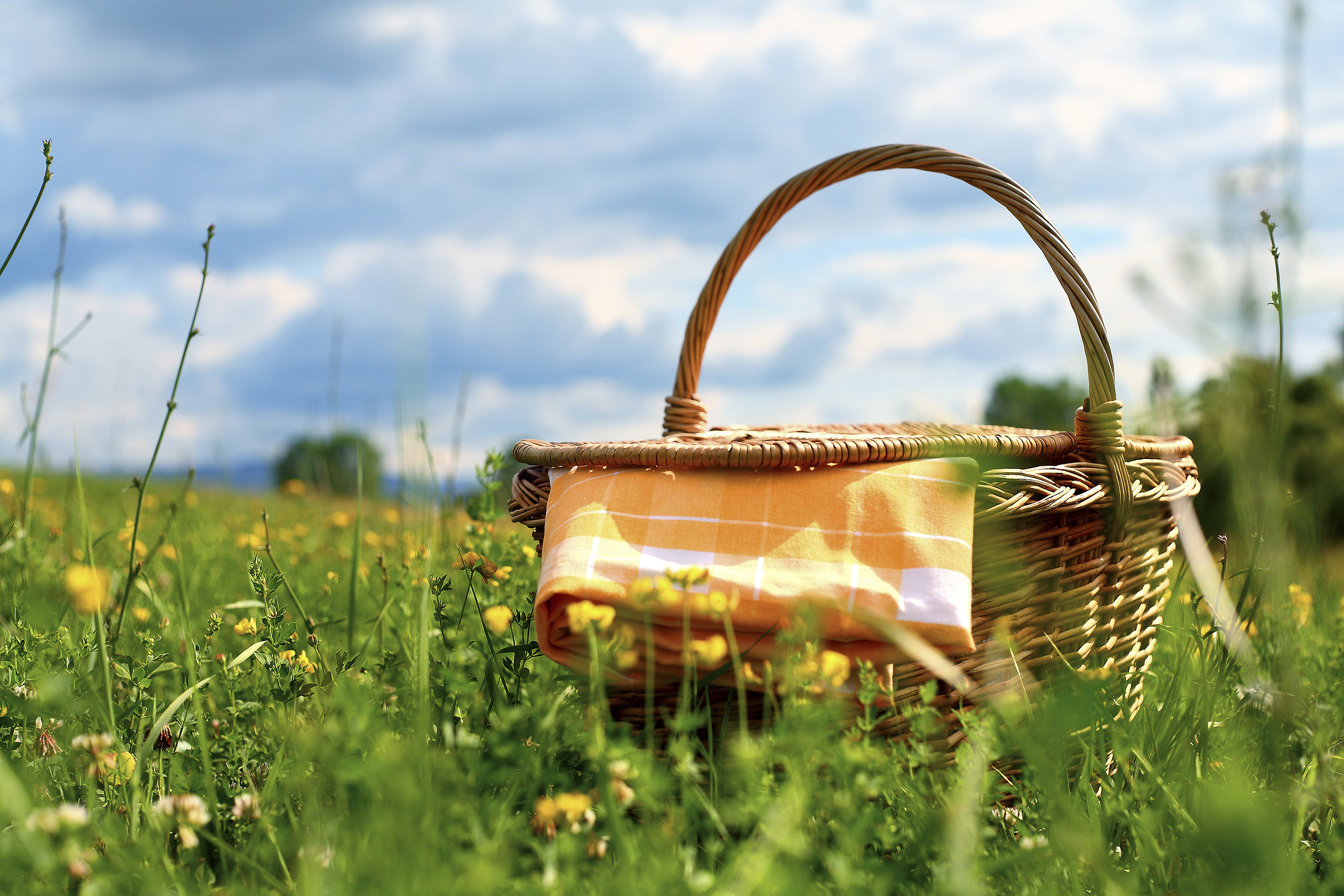 Picnic basket and table cloth on a meadow