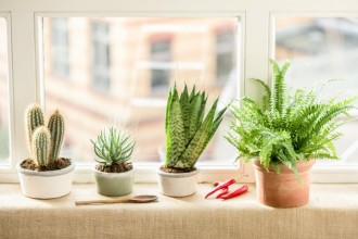 The Best House Plants for Busy People