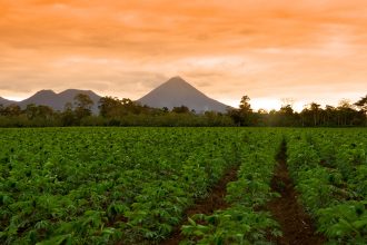 Our Cassava Suppliers: The Bonilla Family