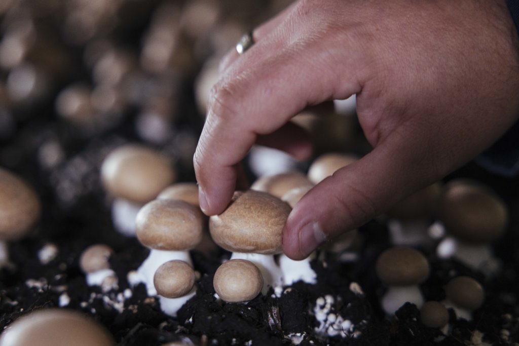 G's Growers mushrooms